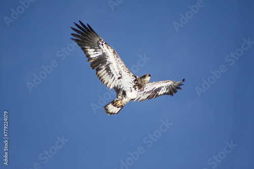 Photography close up of juvenile bald eagle flying