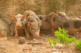 A family of pygmy pigs at the zoo. Little pigs.
