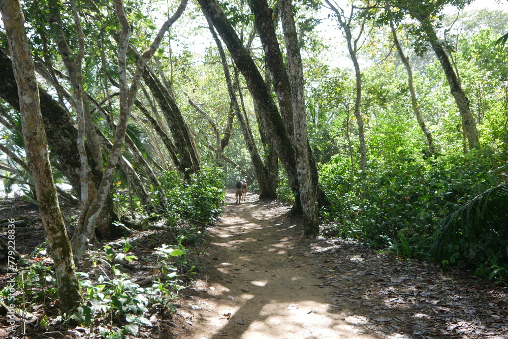 Obraz premium Tropischer Regenwald im Nationalpark Cahuita in Costa Rica