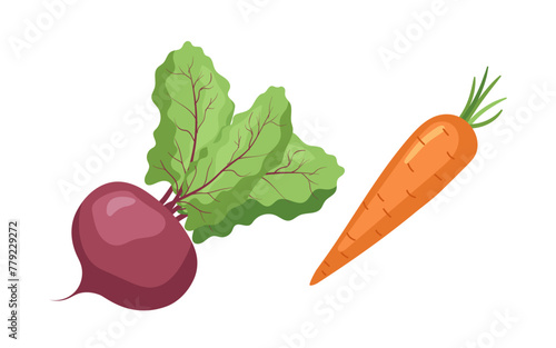Beet and carrot fresh vegetables natural farm market food isolated design on white background