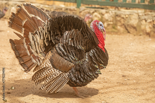 Fotografie A beautiful colored turkey cock in the mating season outdoors.