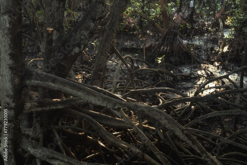 Mangrove forests are ecosystems that contain a variety of plants and animals, a source of energy, a source of food, and a habitat and refuge for many species of animals. Ban Laemchabang community mang photo