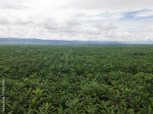 Aerial view of vast oil palm fields in Indonesia