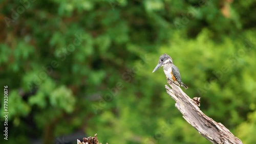 Close up of a Giant kingfisher (Megaceryle maxima) perched on a tree. Chobe National Park, Botswana, South Africa.  photo
