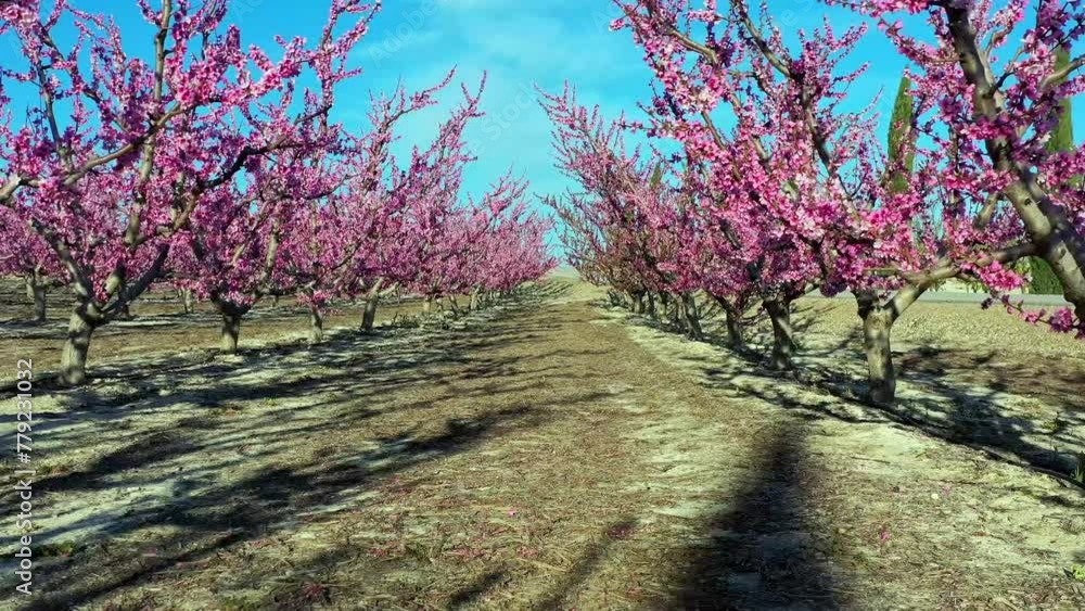 Peach blossom in Cieza, Mirador El Horno. Videography of a blossoming of peach trees in Cieza in the Murcia region. Peach, plum and nectarine trees. Spain Peach blossom in Cieza, Mirador El Horno. Videography of a blossoming of peach trees in Cieza in the Murcia region. Peach, plum and nectarine trees. Spain