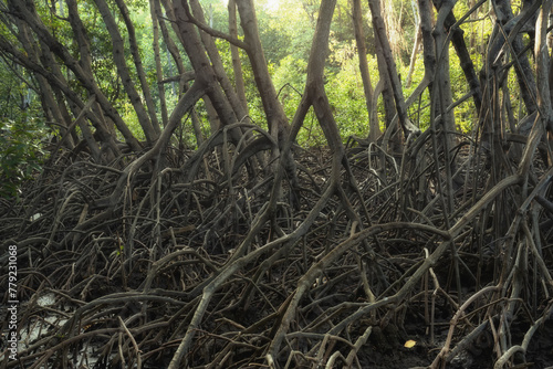 Mangrove forests are ecosystems that contain a variety of plants and animals, a source of energy, a source of food, and a habitat and refuge for many species of animals. Ban Laemchabang community mang photo