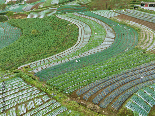 Aerial view of fertile and neat agricultural land