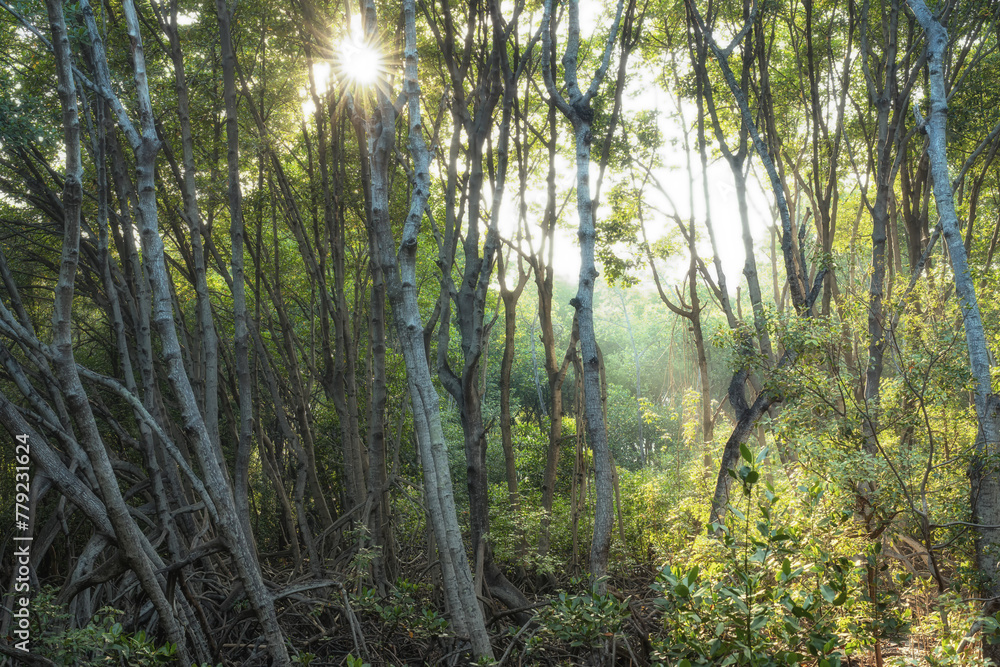 Obraz premium Mangrove forests are ecosystems that contain a variety of plants and animals, a source of energy, a source of food, and a habitat and refuge for many species of animals. Ban Laemchabang community mang