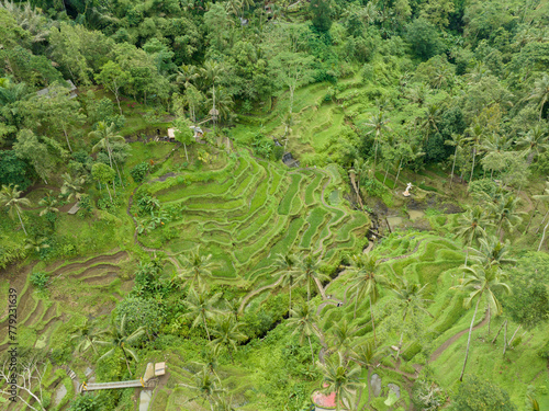 Aerial view of lush green rice terraces in Bali, Indonesia