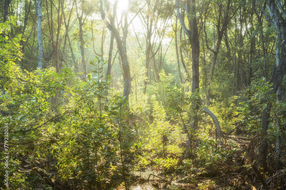 Obraz premium Mangrove forests are ecosystems that contain a variety of plants and animals, a source of energy, a source of food, and a habitat and refuge for many species of animals. Ban Laemchabang community mang