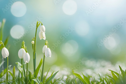 Abstract summer nature background with evenly trimmed short green grass and white lilies of the valley and a light blue blurred background in fine bokeh, copy space available