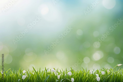 Spring or summer season abstract nature with white lilies and green grass on light blue blurred background in fine bokeh. Copy space available