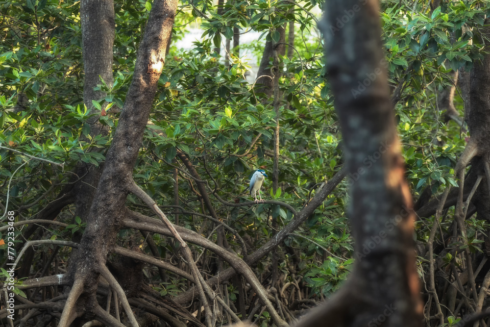 Naklejka premium Mangrove forests are ecosystems that contain a variety of plants and animals, a source of energy, a source of food, and a habitat and refuge for many species of animals. Ban Laemchabang community mang