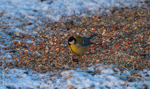 A great tit closeup at a feeding ground at winter in Jena
