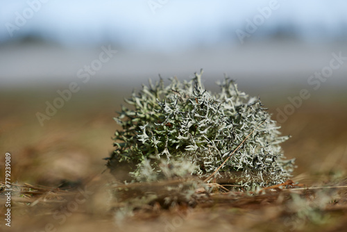 Lichen Clump on the Edge of a Thawing Mountain Meadow