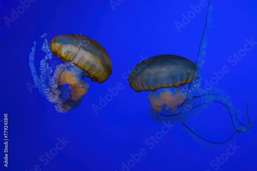 Pacific sea nettle, Orange jellyfish or Chrysaora fuscescens swimming in blue water of aquarium tank. Aquatic organism, animal, undersea life, biodiversity photo