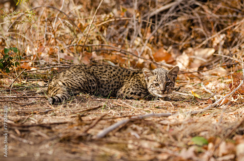 Photography portrait of a wild cat