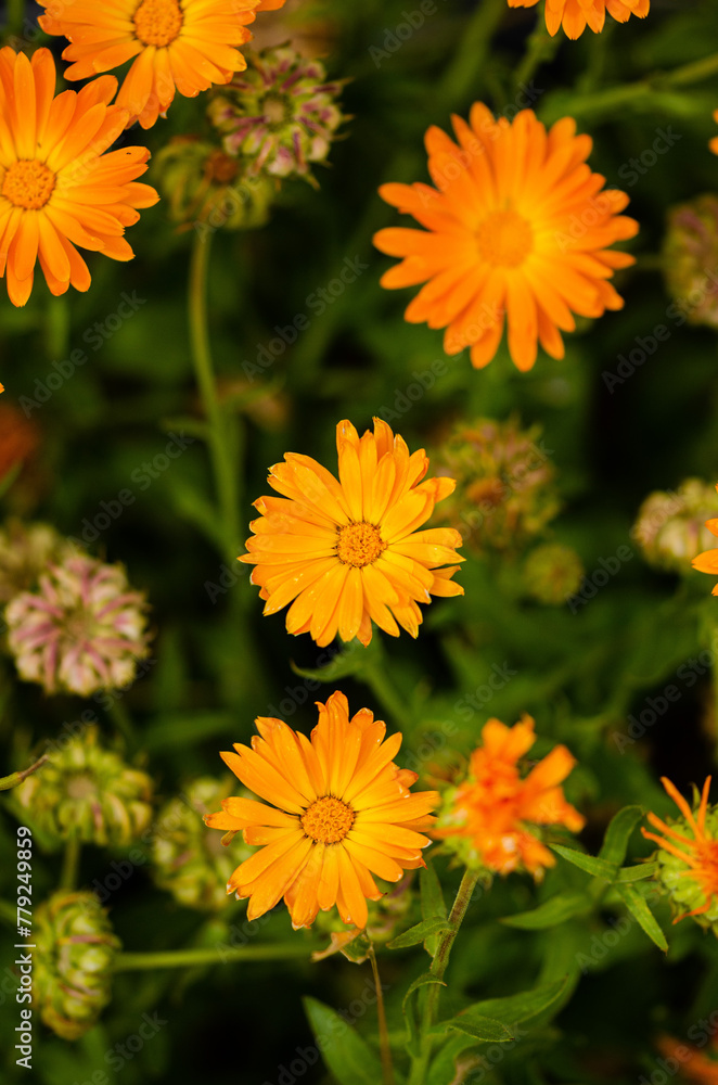orange flowers in the garden