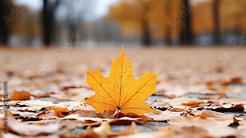 autumn leaves on the ground high definition(hd) photographic creative image