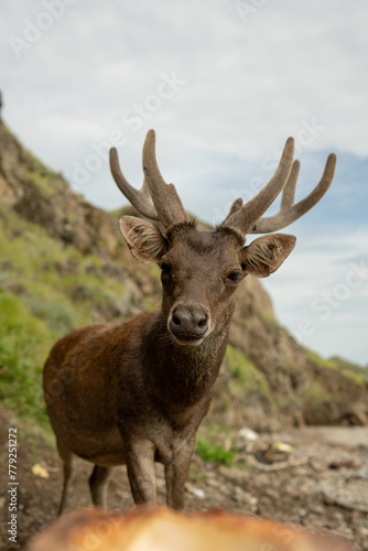A deer looking for food on the beach