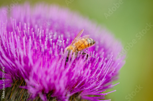 bee on a thistle flower