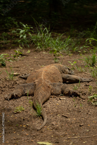 Komodo is endemic animal to Indonesia and is the largest species of lizard