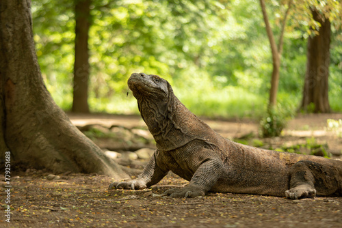 Komodo is endemic animal to Indonesia and is the largest species of lizard