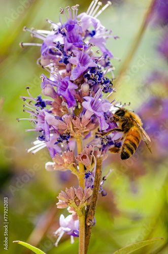 bee on a purple flower © Javier