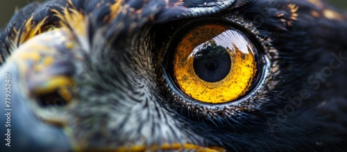 The impressive bird of prey is captured up close, showcasing its captivating yellow eye and sharp features