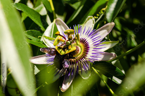 Close up of a bumblebee on a passion fruit flower