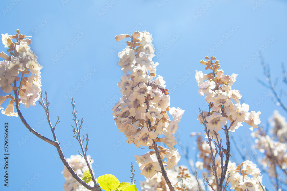 Growing Paulonia Imperial (Paulownia tomentosa)