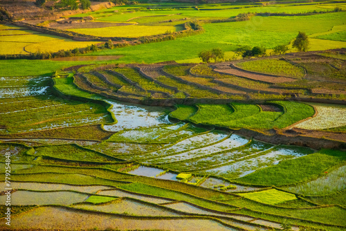 Rice terrasses fields of Madagascar