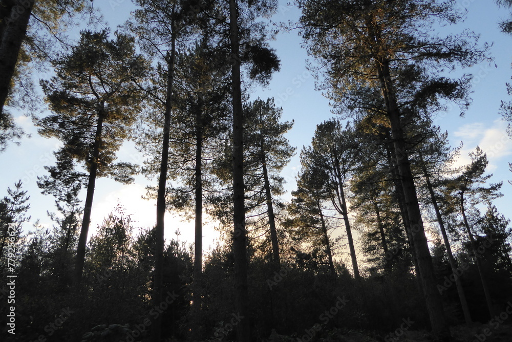 Cannock Chase, Kiefernwald im Gegenlicht Cannock Chase, Kiefernwald im Gegenlicht