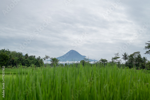 Green rice field in Watu Purbo, Yogyakarta, Indonesia photo