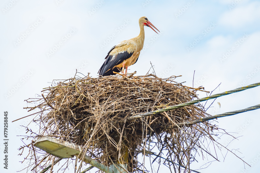 Fototapeta premium White storks nesting at Croatian village Cigoc