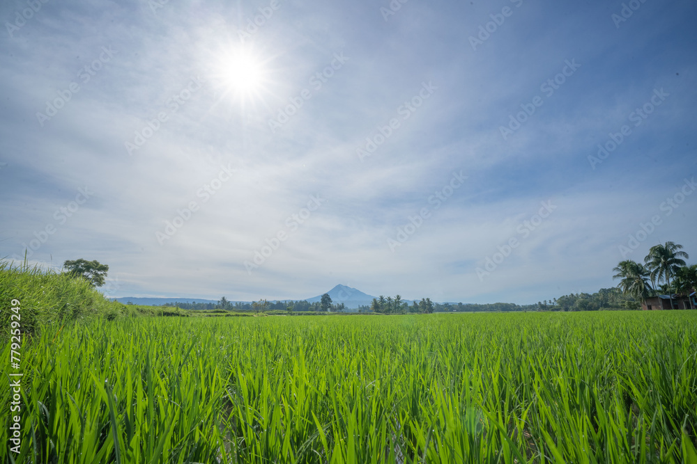 Green rice field in Watu Purbo, Yogyakarta, Indonesia