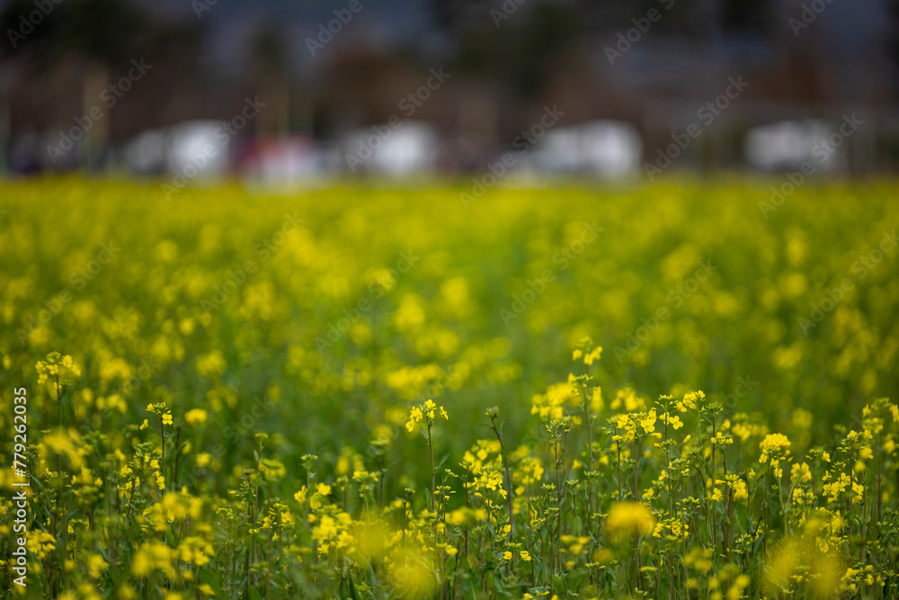 Fototapeta premium 양산 황산공원 유채꽃