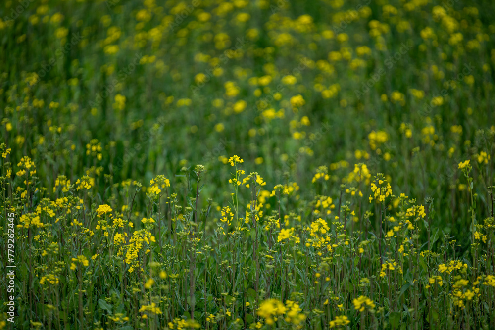 Fototapeta premium 양산 황산공원 유채꽃