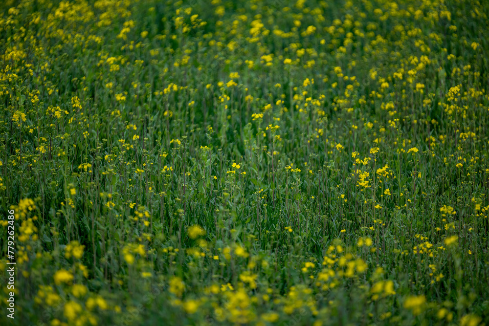 Fototapeta premium 양산 황산공원 유채꽃