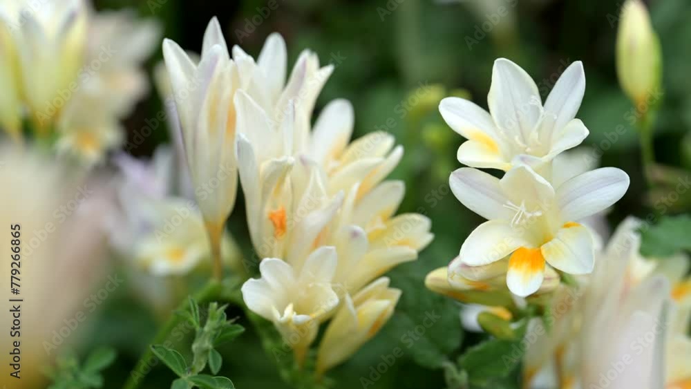 White Freesia wild rare flowers. Turkey's rare white flower in the islands region: Iridaceae, Freesia leichtlinii subsp. alba White Freesia wild rare flowers. Turkey's rare white flower in the islands region: Iridaceae, Freesia leichtlinii subsp. alba