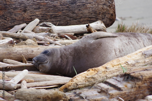 Elephant seals pups in rookery at Drake's Beach