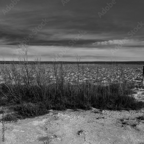 Salty soil in a semi desert environment  La Pampa province  Patagonia  Argentina.