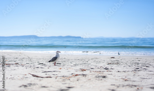 seagulls on the beach photo