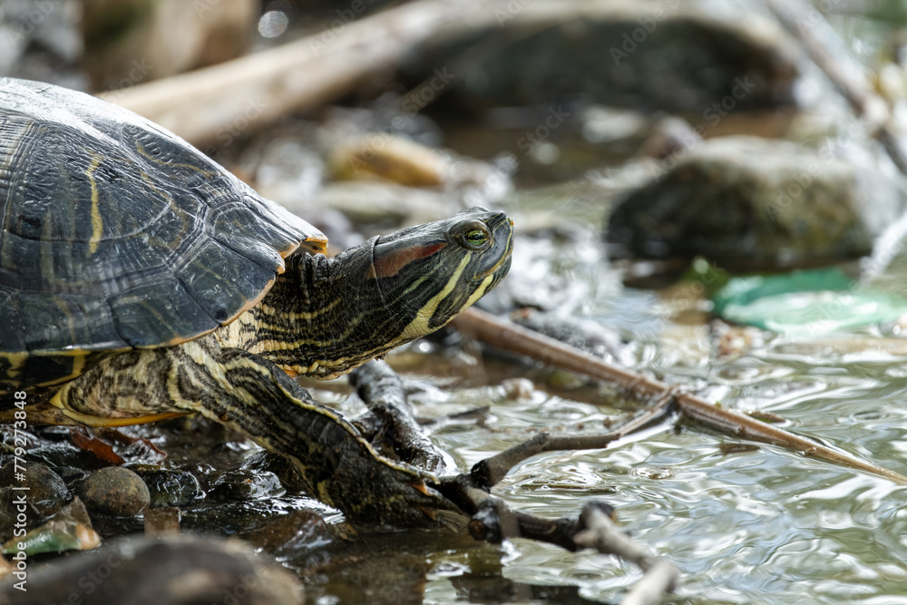 Close up of a red-eared slider entering a lake in Santee, California. Close up of a red-eared slider entering a lake in Santee, California.