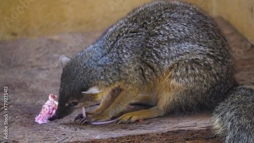close up of a dwarf mongoose eating a mouse photo