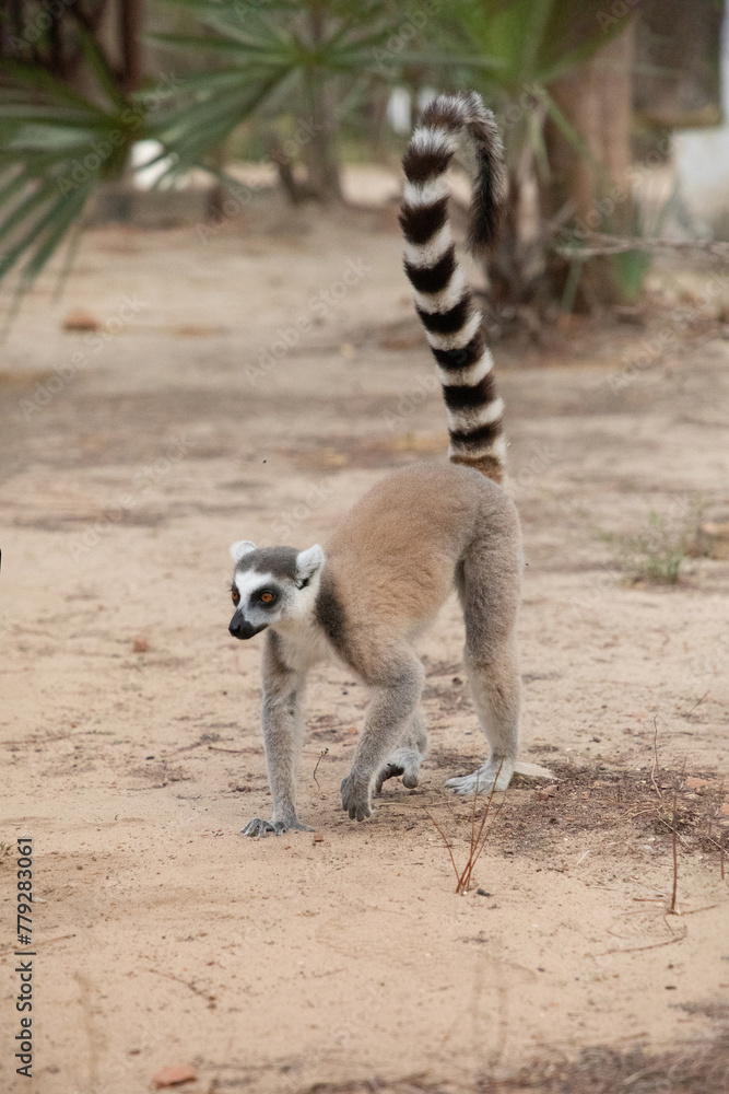 Naklejka premium ring-tailed lemur, Lemur catta at Madagascar