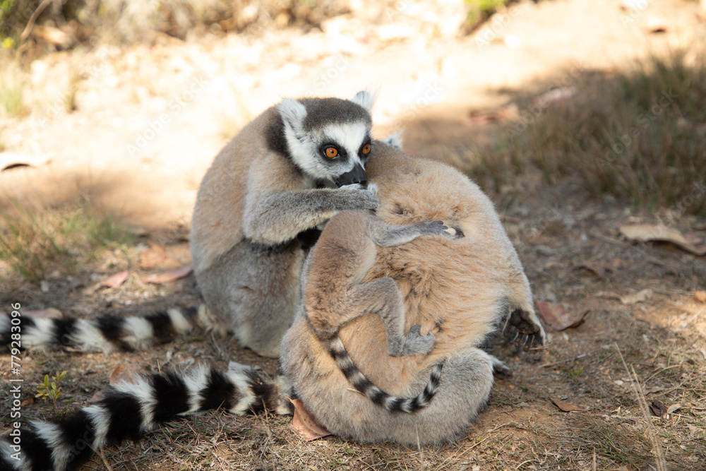 Obraz premium ring-tailed gray lemur in natural environment Madagascar