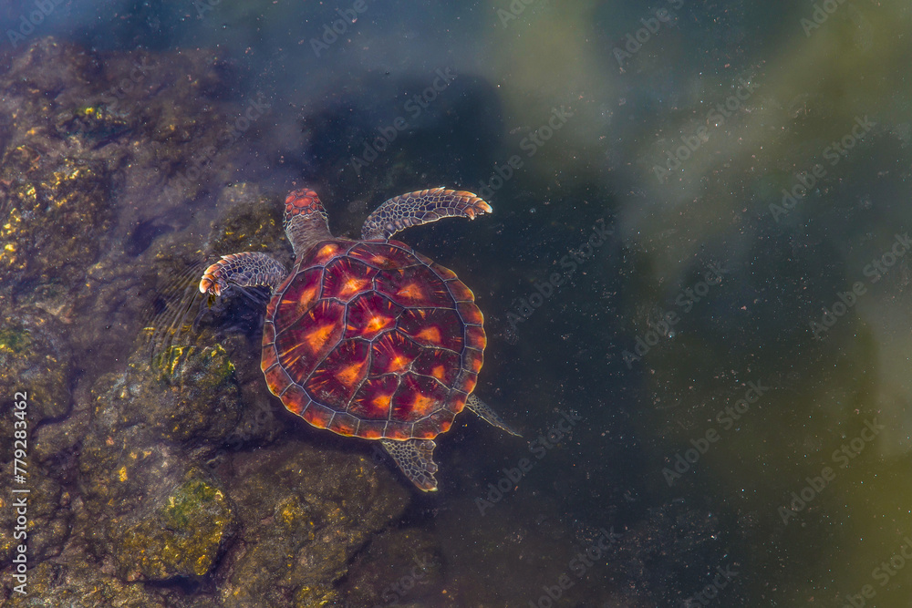 young sea turtles living on farm in Africa under protection. young sea turtles living on farm in Africa under protection.