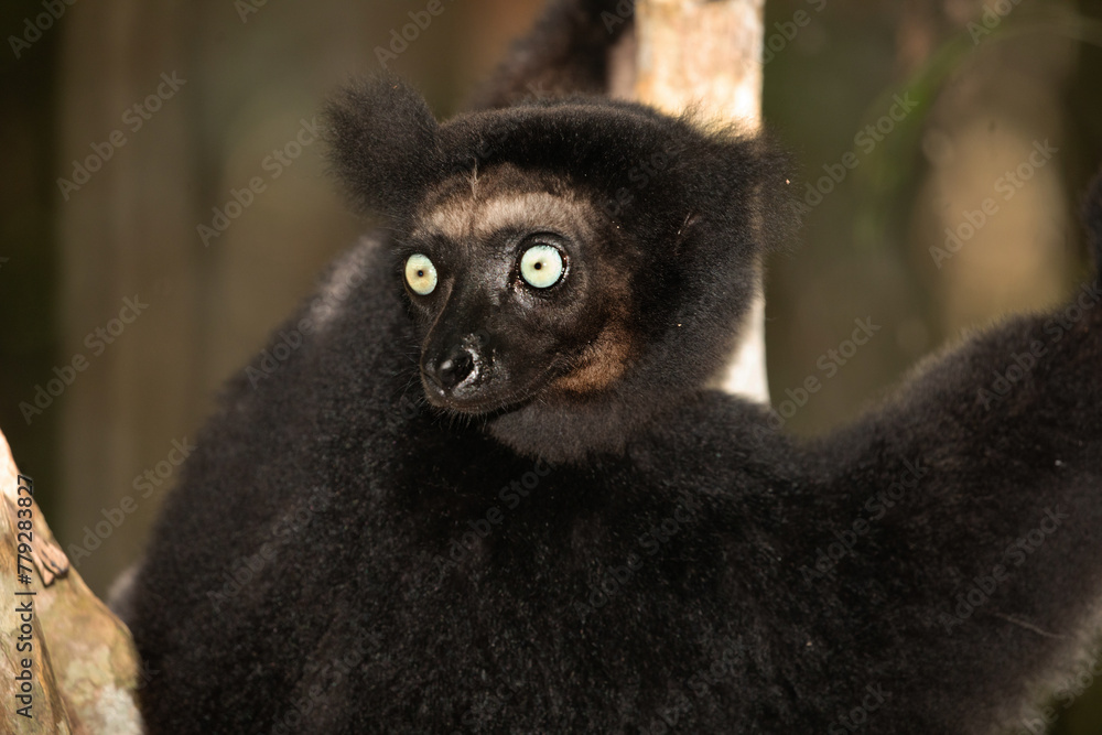 Obraz premium Lemur Indri indri, babakoto largest lemur from Madagascar