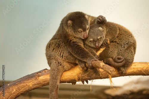 Fototapeta Naklejka Na Ścianę i Meble -  cute wild bear cuscus aulirops ursinus arboreal